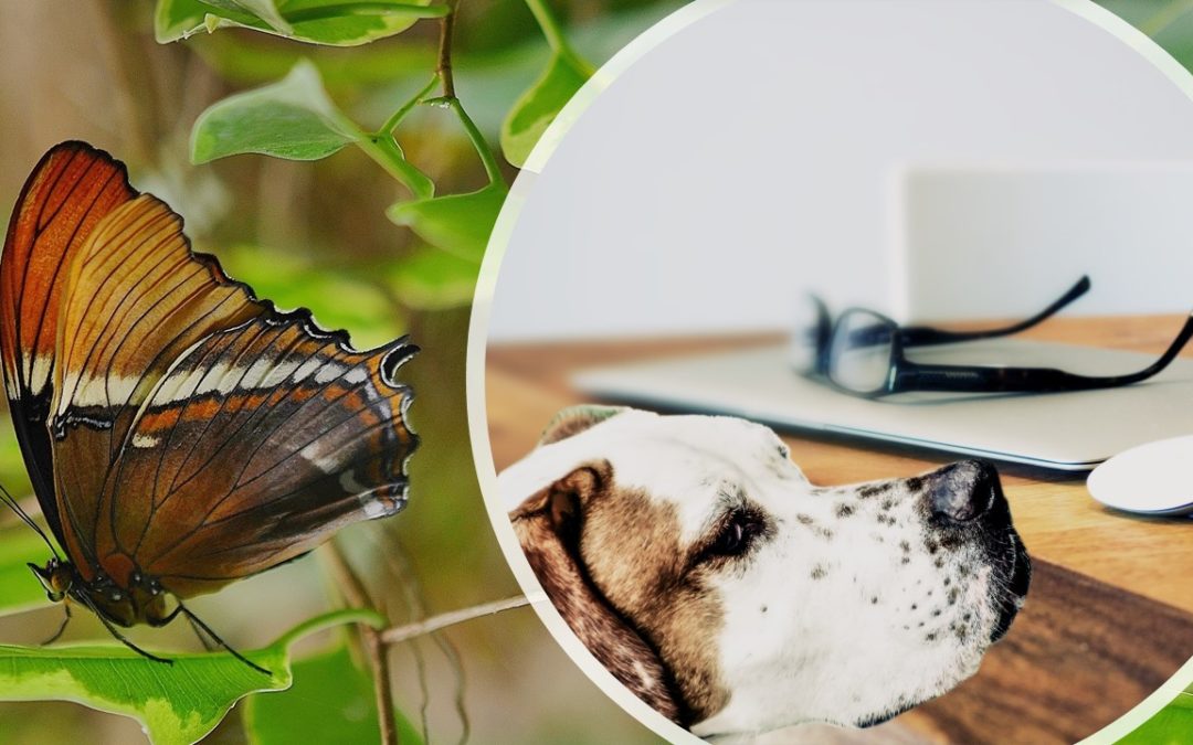 Digital Marketing Strategies for Butterflies and Loyal Dogs