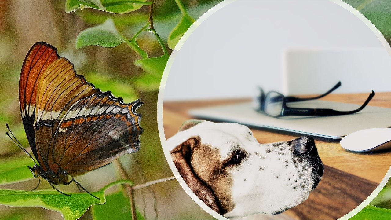 Butterfly and loyal dog buyer behavior segmentation